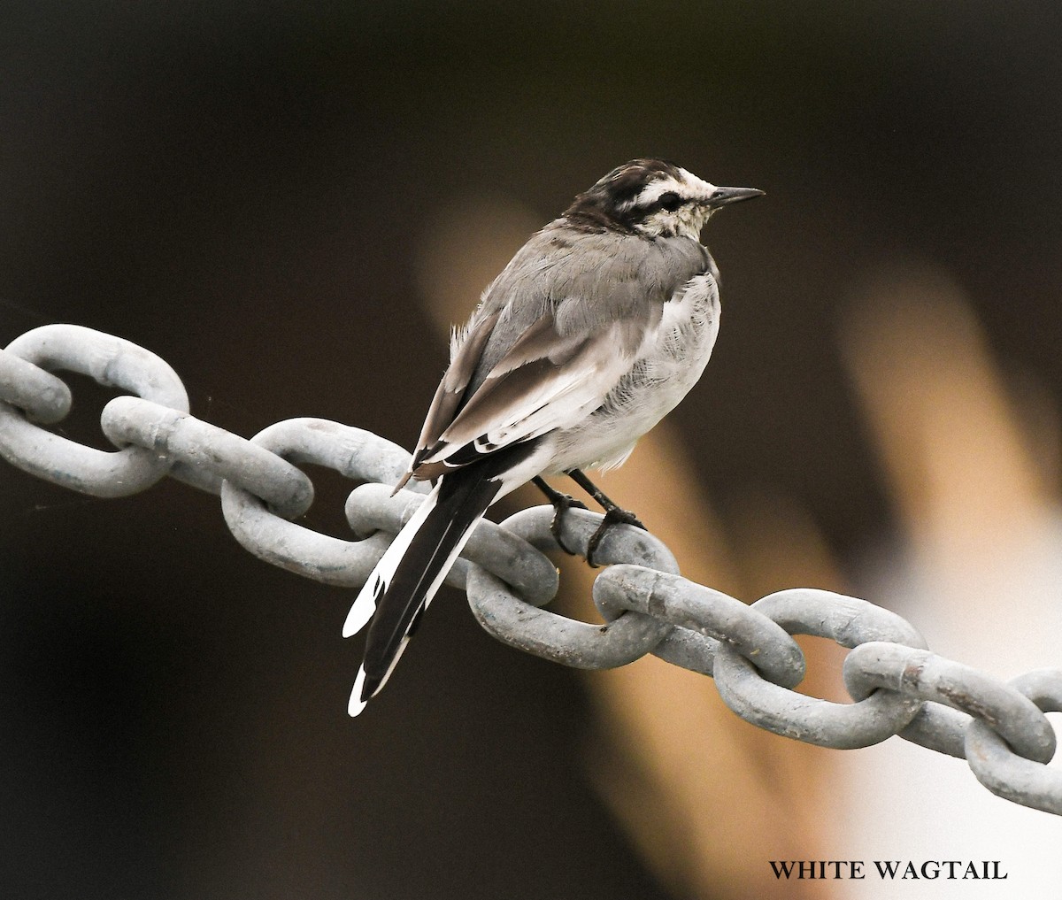 White Wagtail - ML641796821