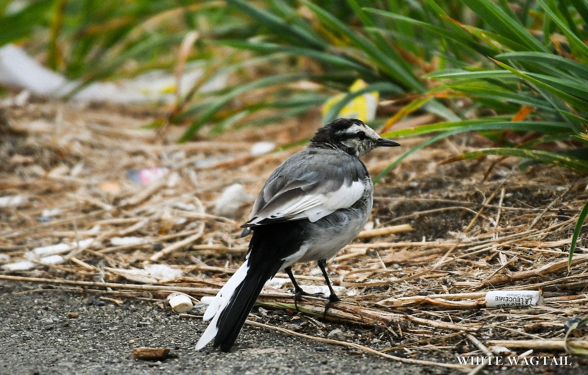 White Wagtail - ML641796822