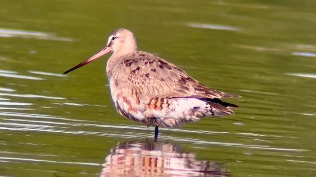 Hudsonian Godwit - ML641796853