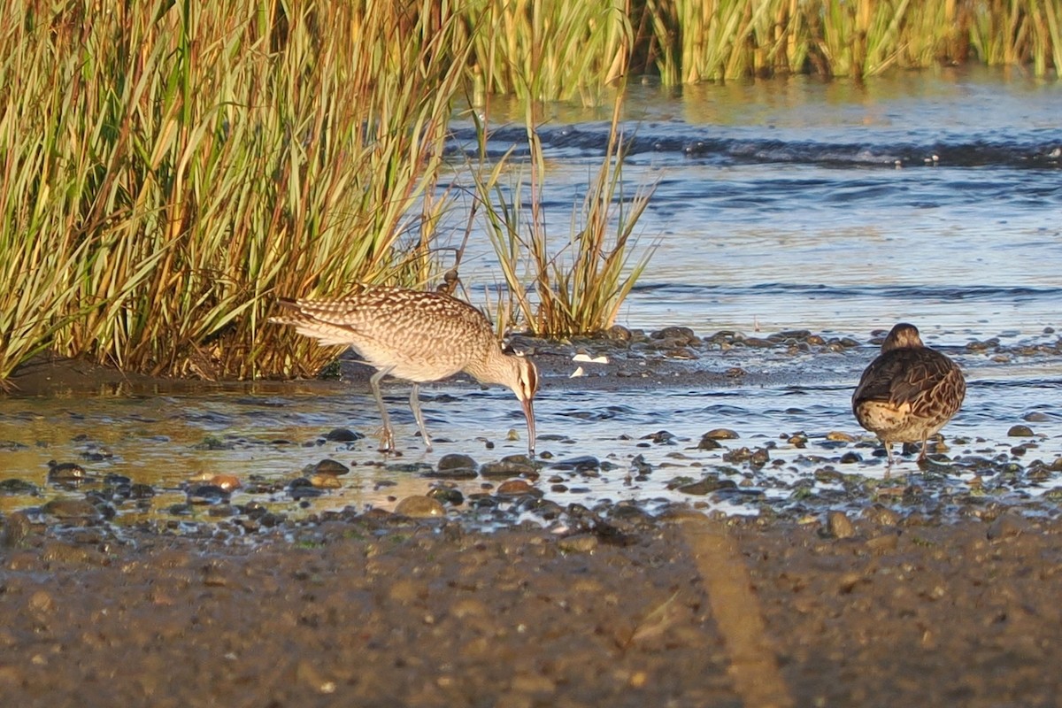 Whimbrel - ML641796859