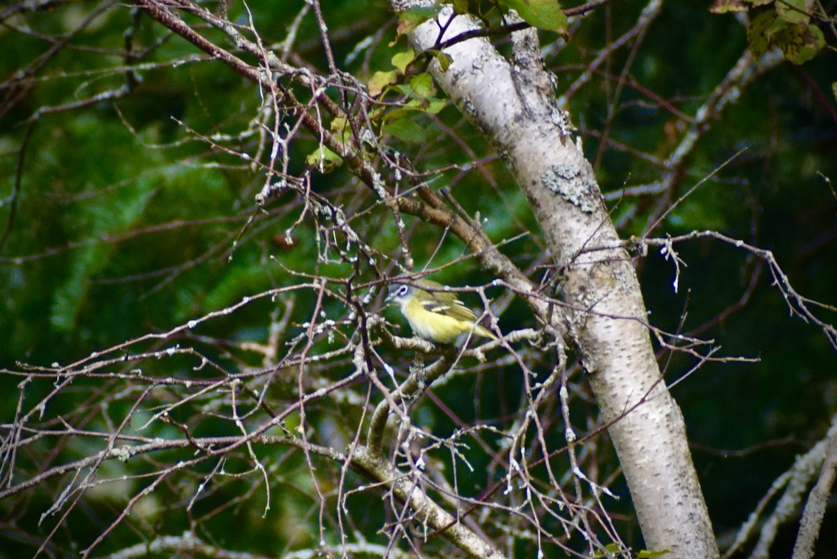 Blue-headed Vireo - ML641796865