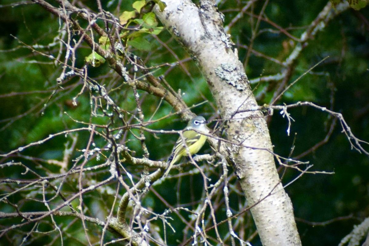 Blue-headed Vireo - ML641796866