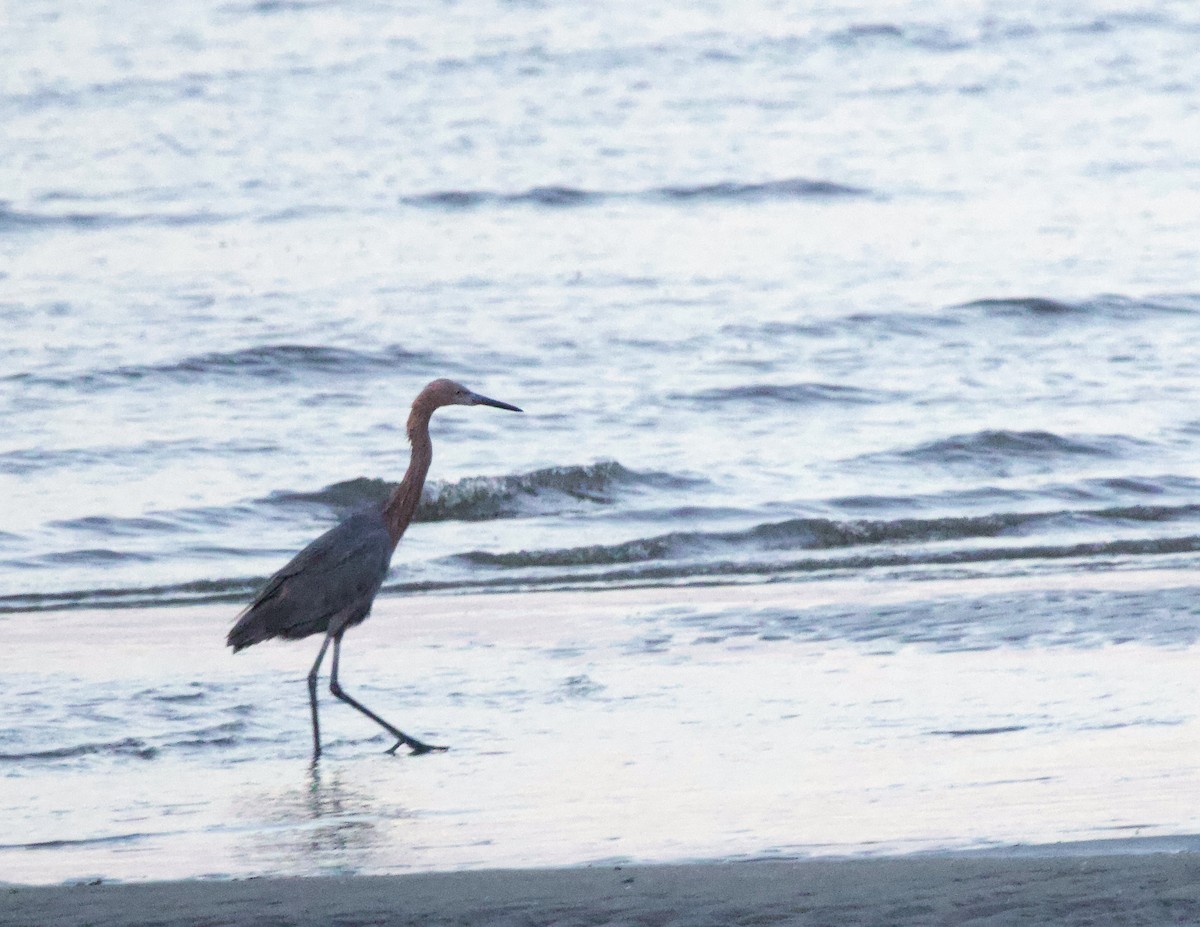 Reddish Egret - ML641796918