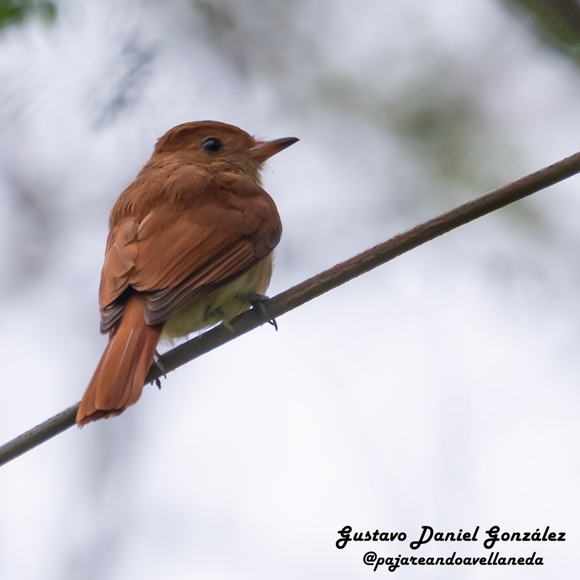 Rufous Casiornis - ML641796923