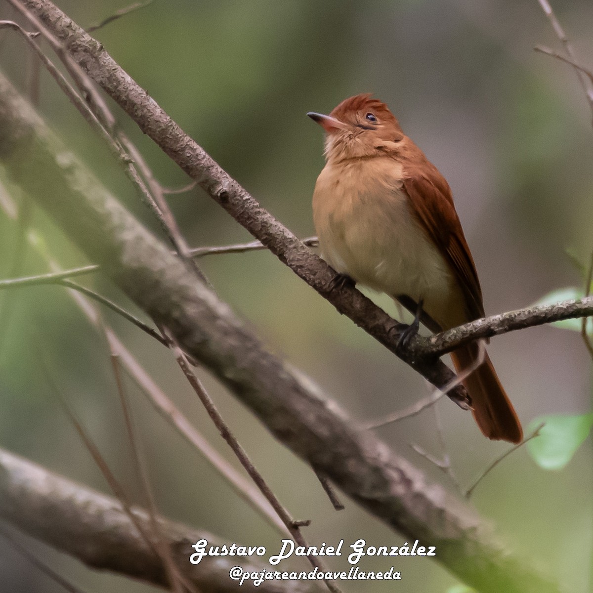 Rufous Casiornis - ML641796924