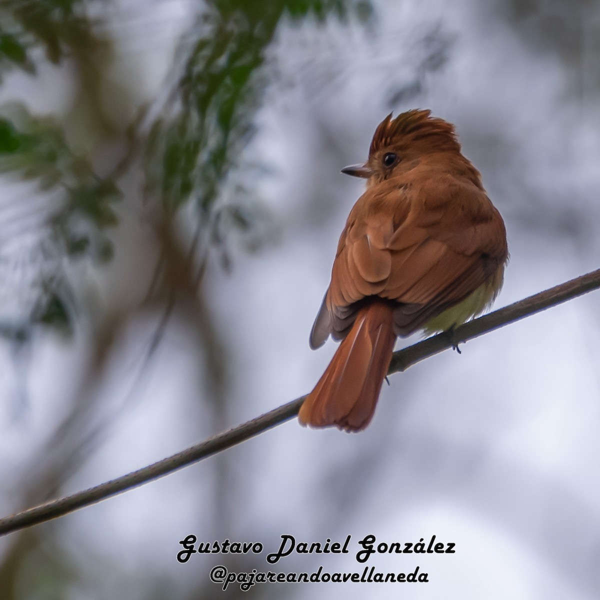 Rufous Casiornis - ML641796925