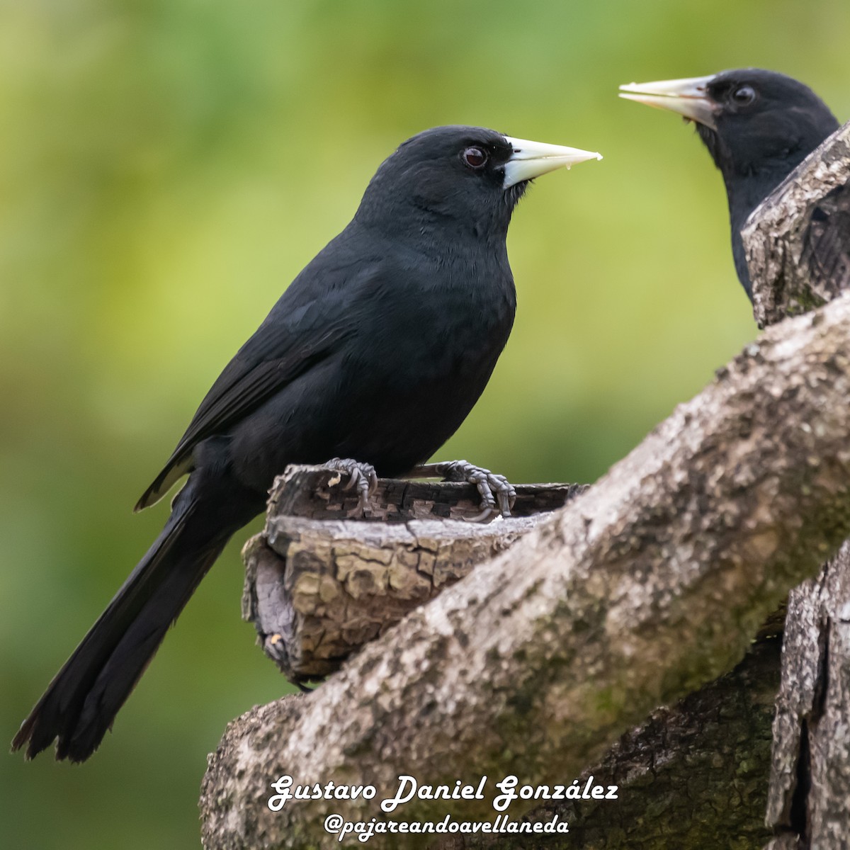 Solitary Black Cacique - ML641796930