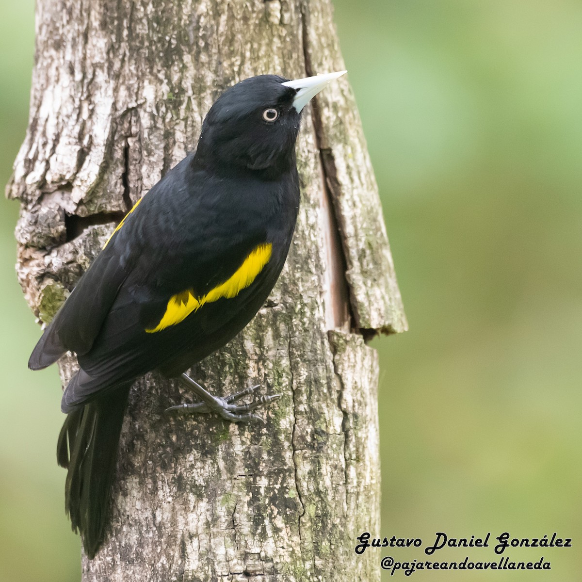 Golden-winged Cacique - ML641796931