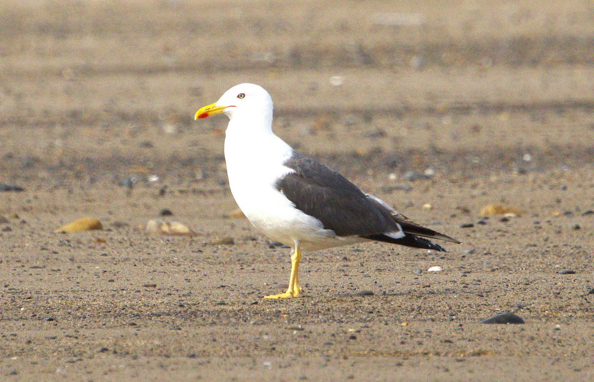 Lesser Black-backed Gull - ML641796935