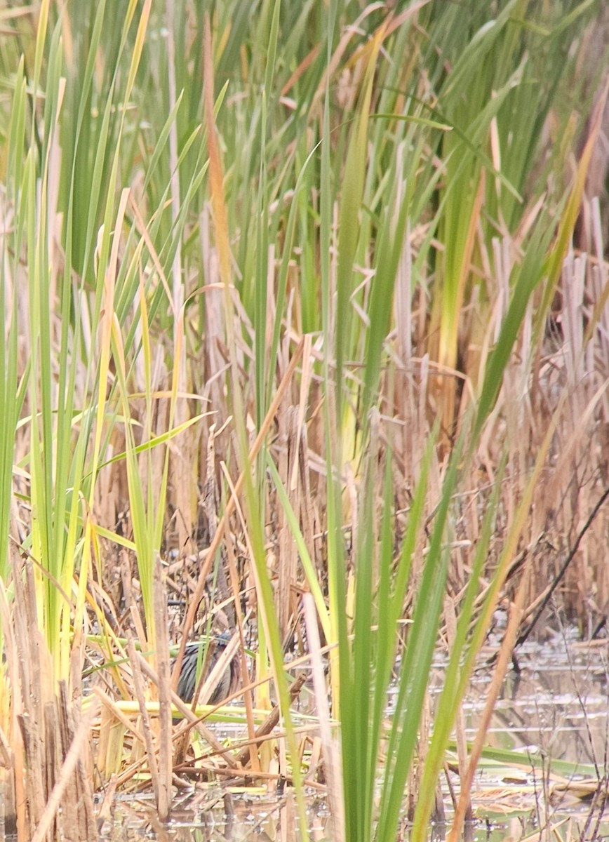 Green Heron - ML641796939