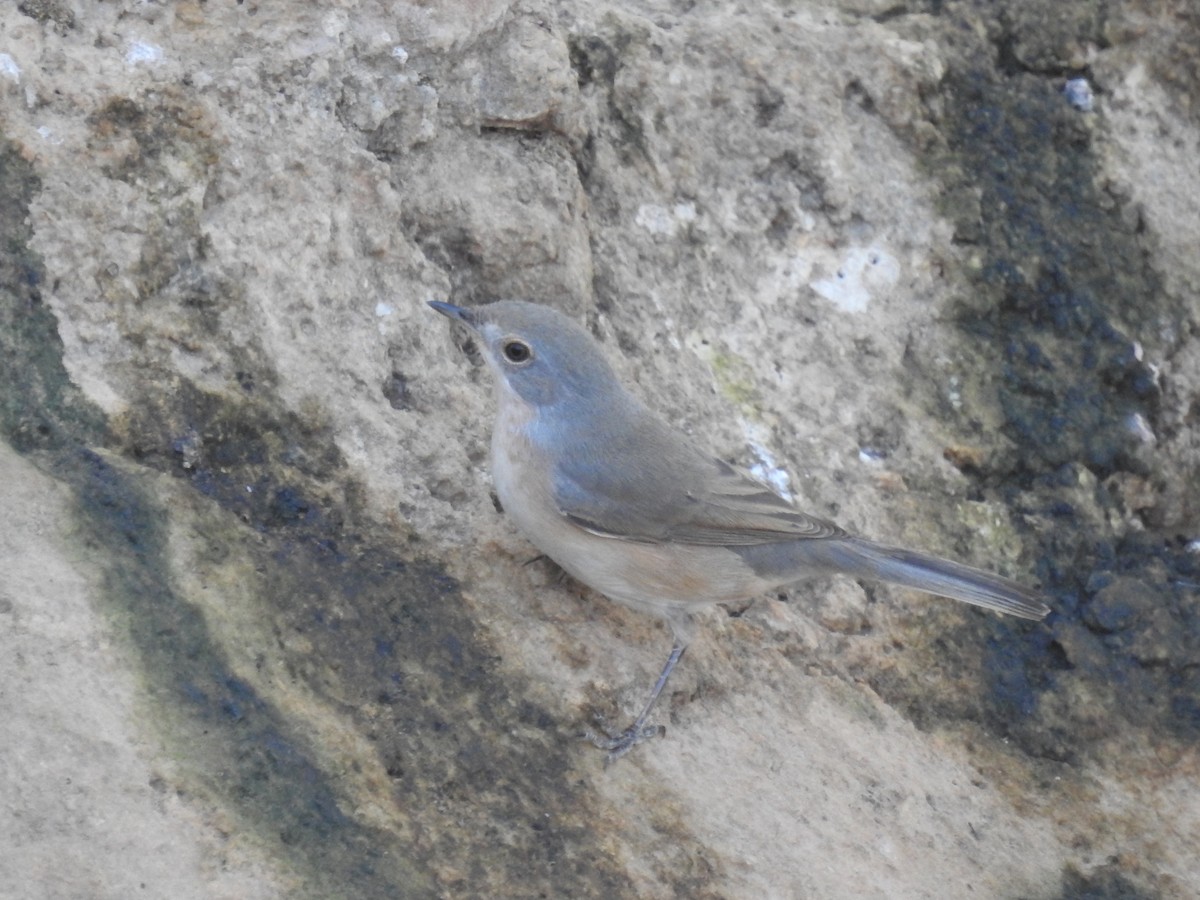 Western Subalpine Warbler - ML641796942