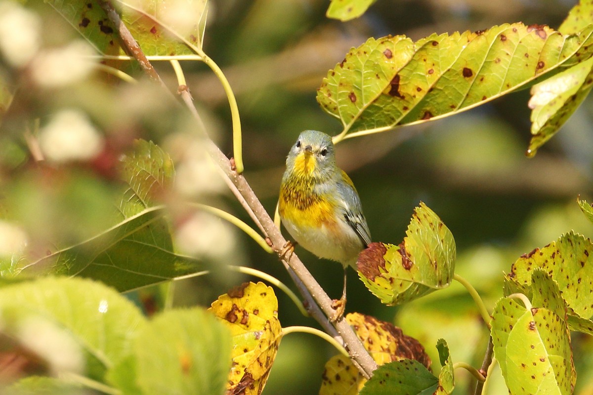 Northern Parula - ML641796946