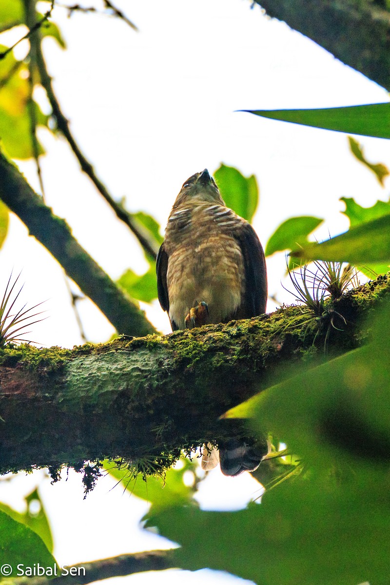 Semicollared Hawk - ML641796980