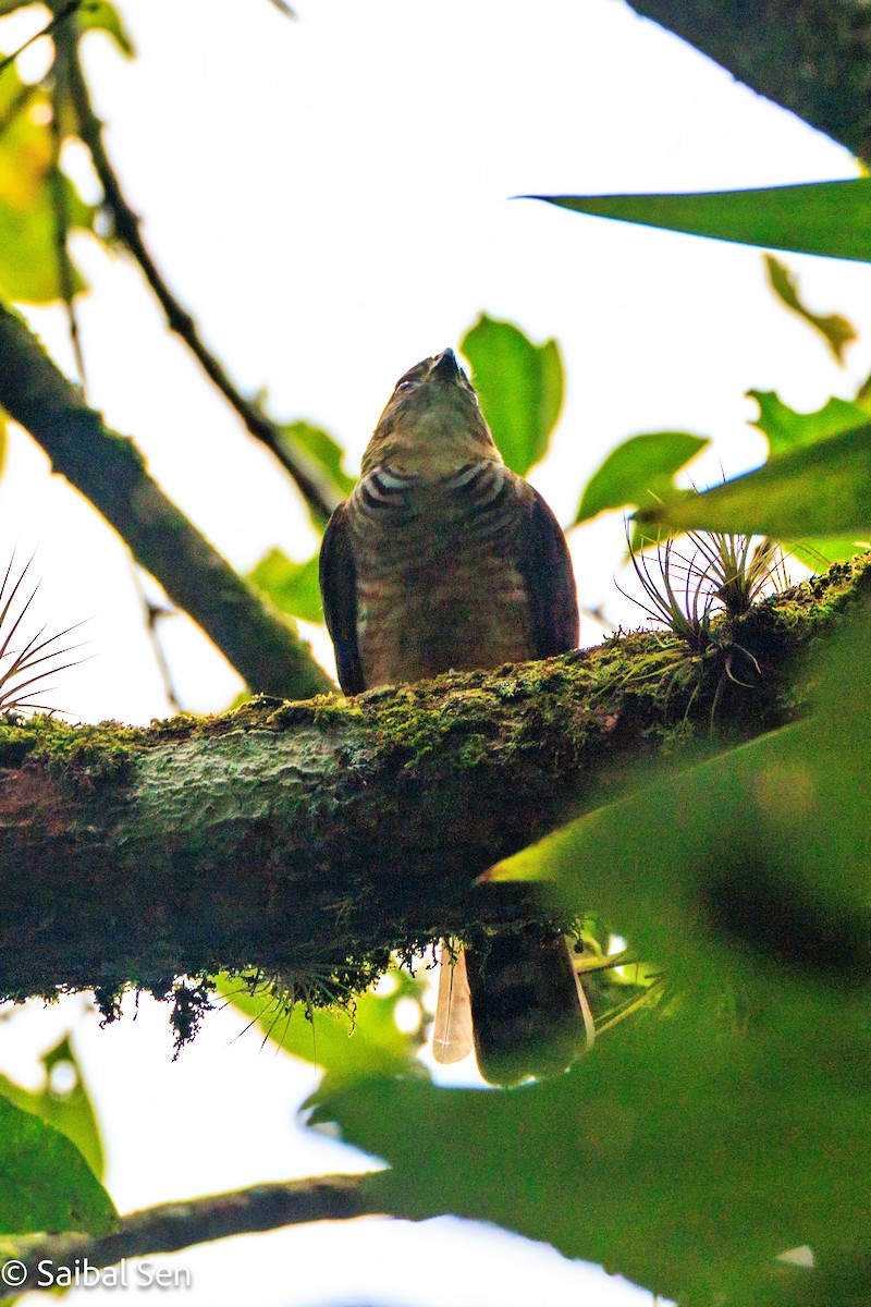 Semicollared Hawk - ML641796981