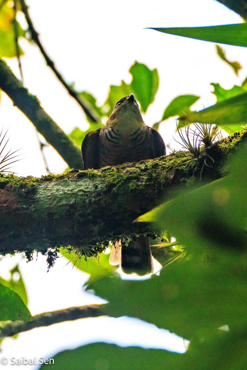 Semicollared Hawk - ML641796982