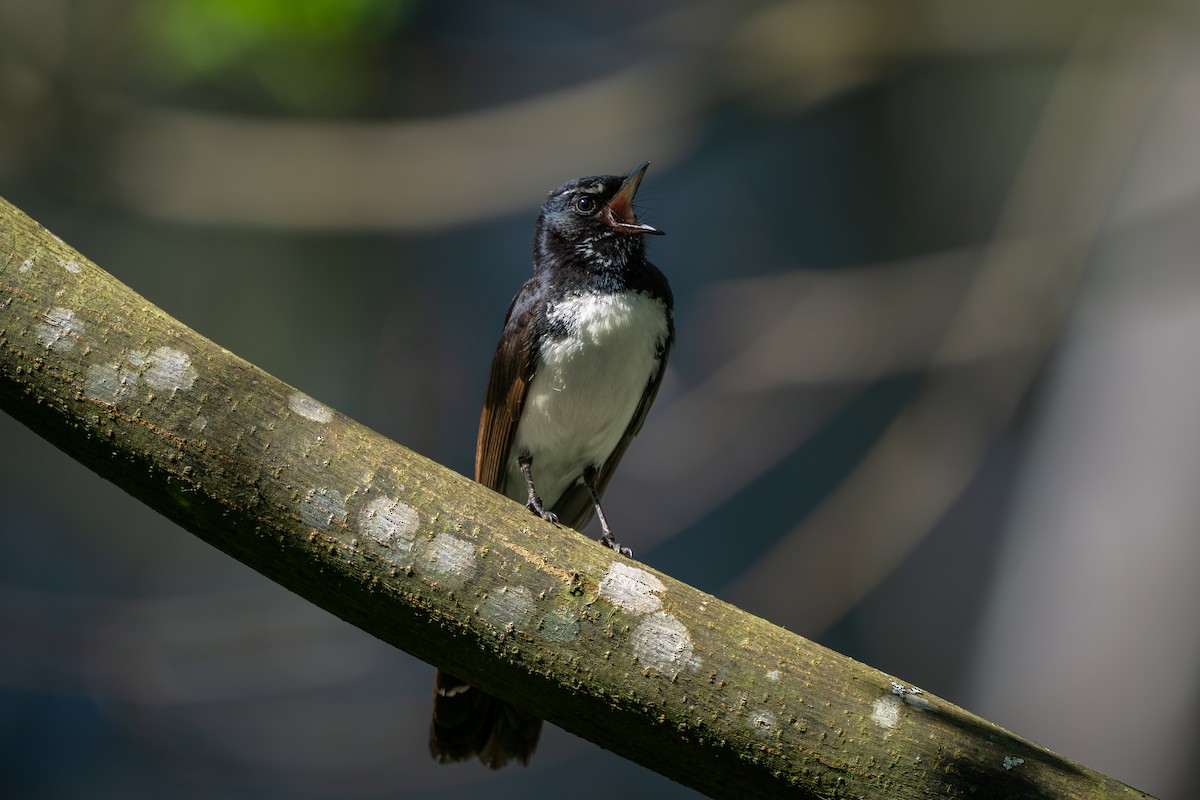Willie-wagtail - ML641797011