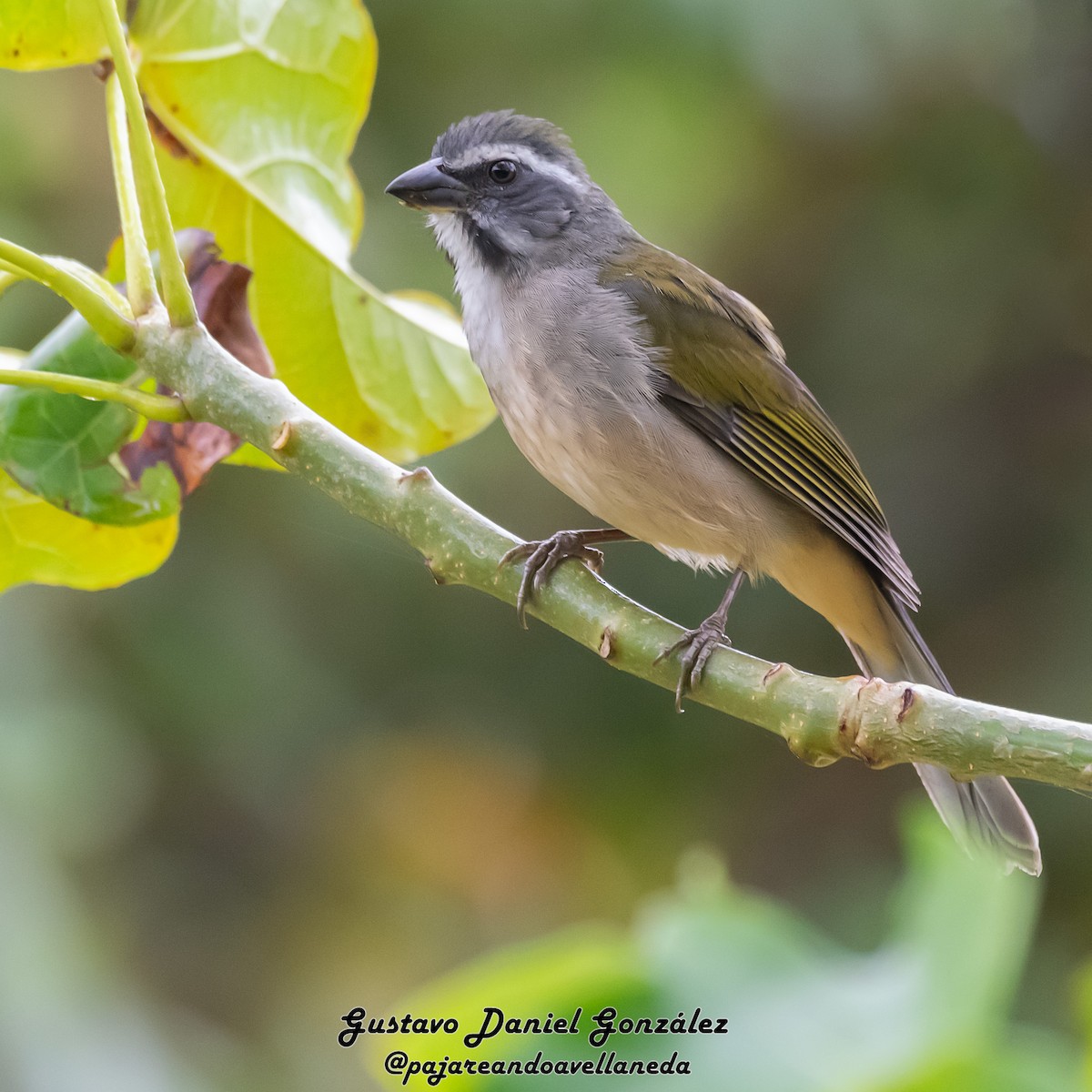 Green-winged Saltator - ML641797022