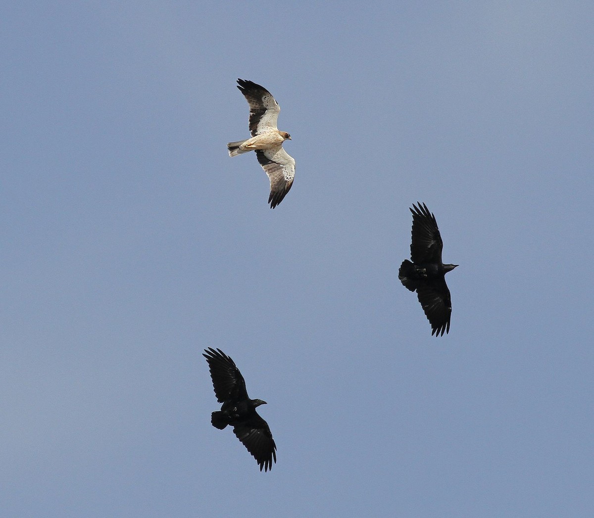Fan-tailed Raven - ML641797023