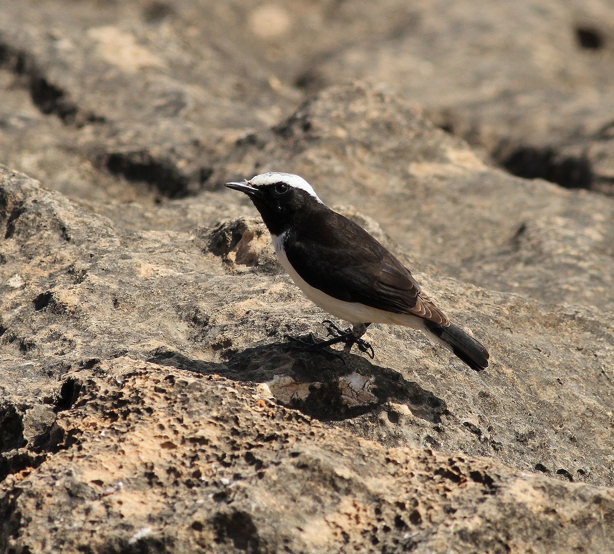 Arabian Wheatear - ML641797027