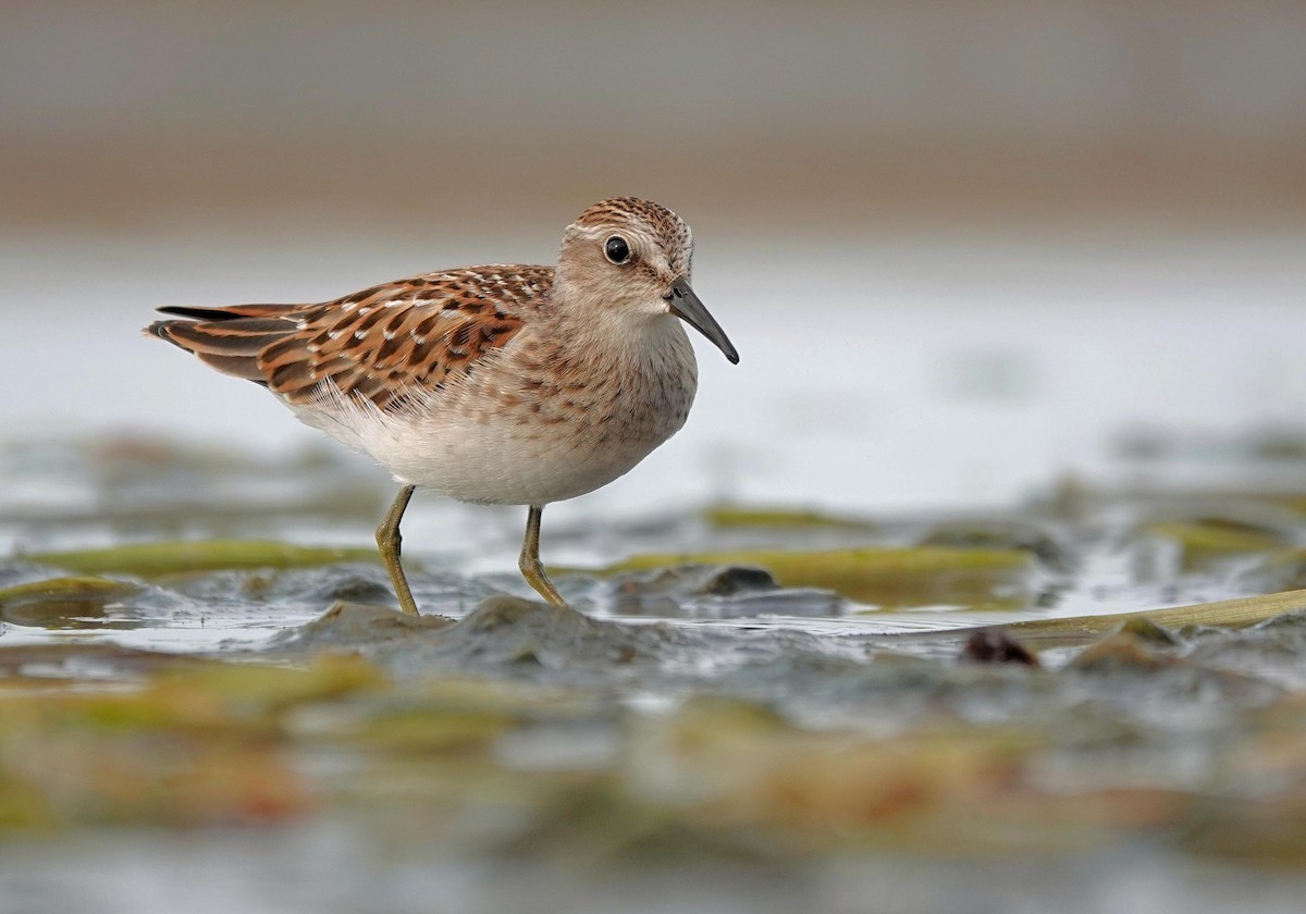 Least Sandpiper - ML641797045