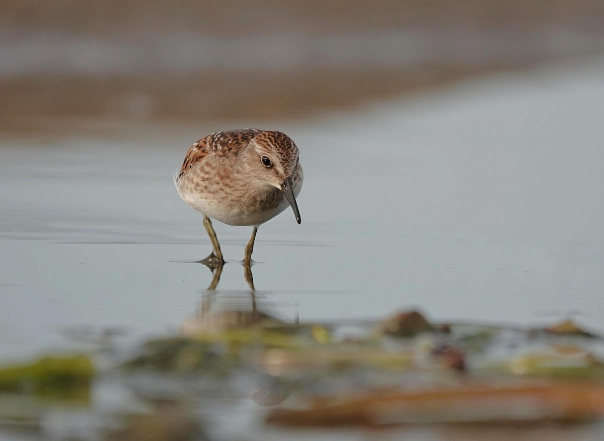 Least Sandpiper - ML641797049