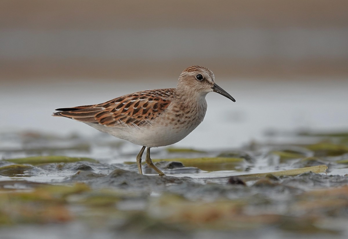 Least Sandpiper - ML641797050