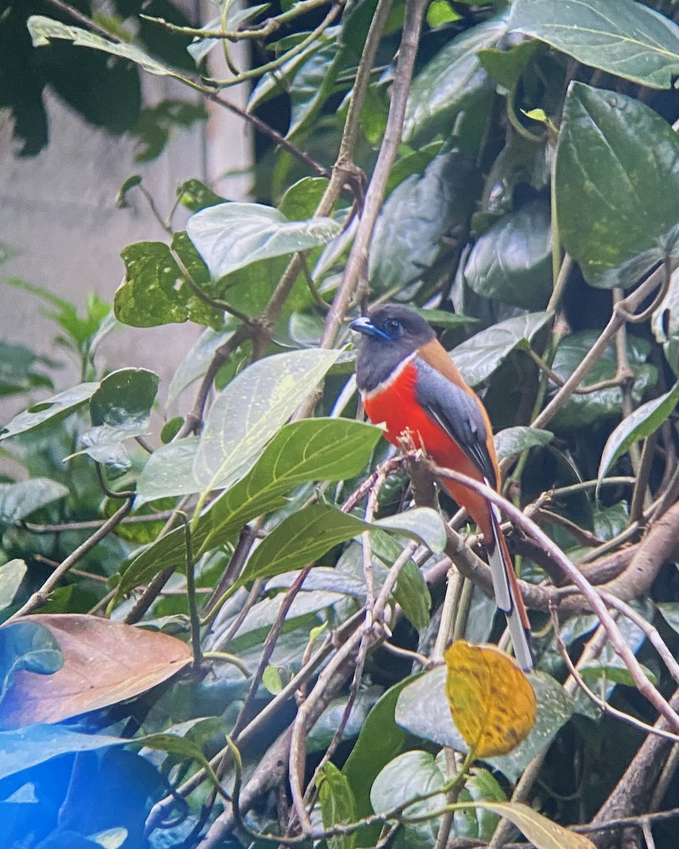 Malabar Trogon - ML641797061