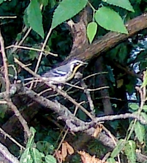 Yellow-throated Warbler - ML641797066