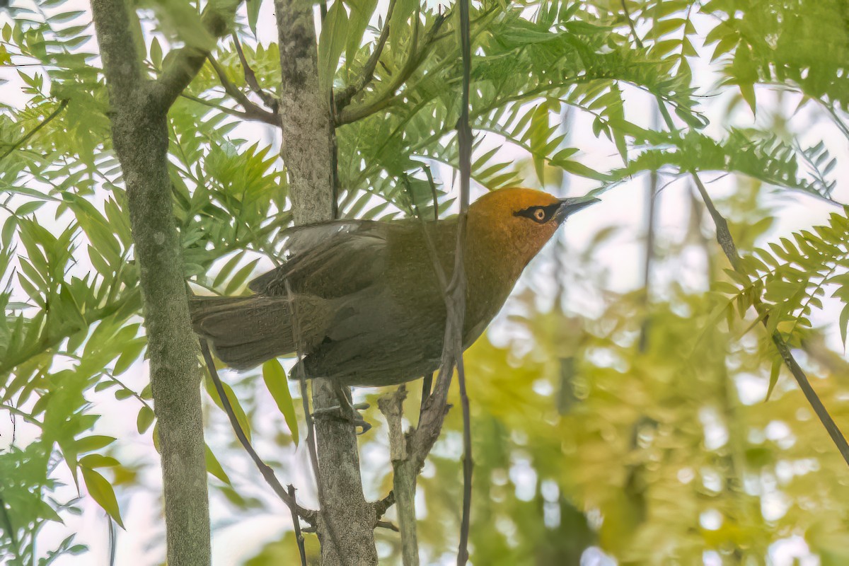 Spectacled Weaver - ML641797077