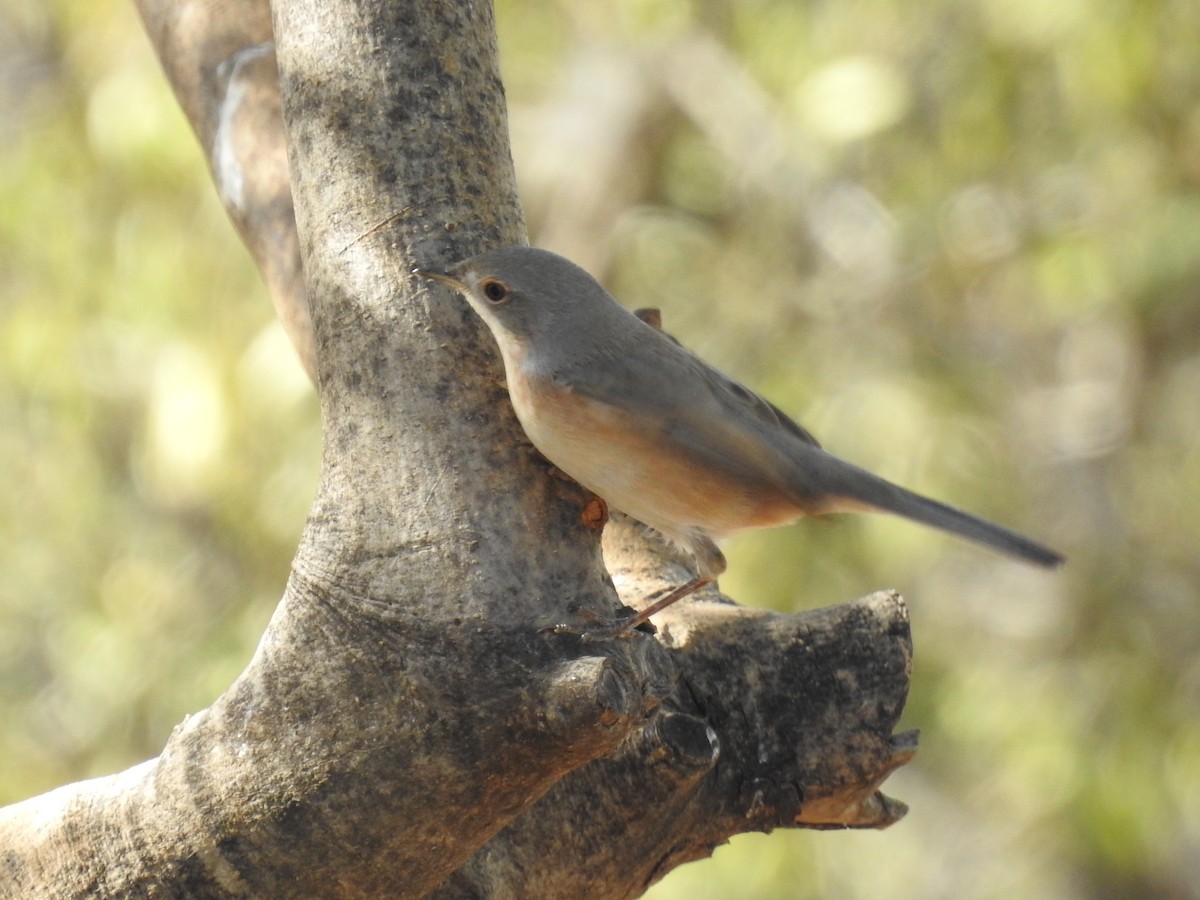 Western Subalpine Warbler - ML641797078