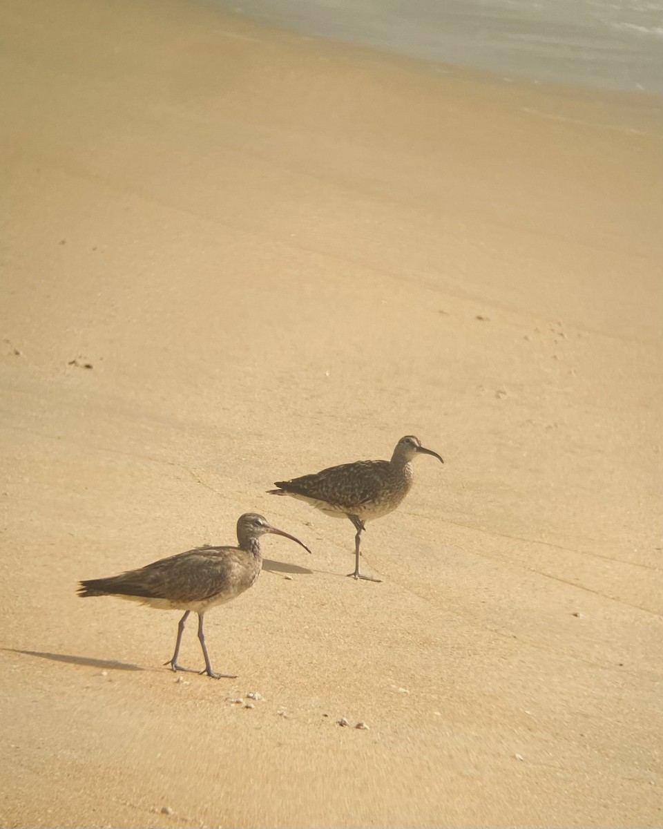 Whimbrel - ML641797094