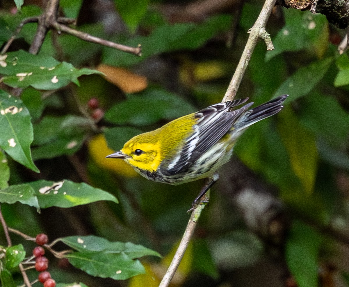 Black-throated Green Warbler - ML641797099