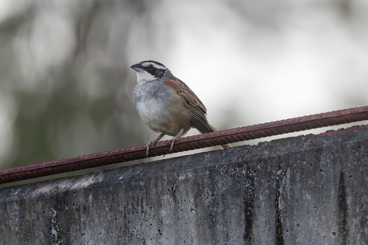 Stripe-headed Sparrow - ML641797160