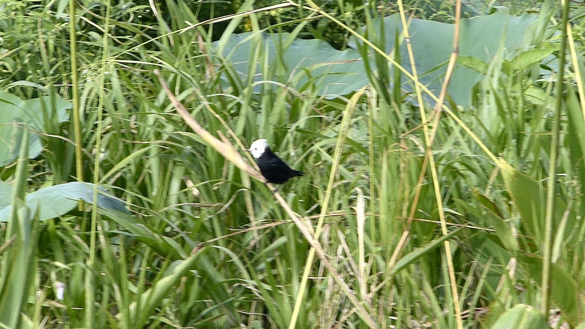 White-headed Marsh Tyrant - ML641797168