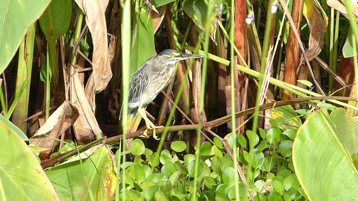 ササゴイ（striata） - ML641797179