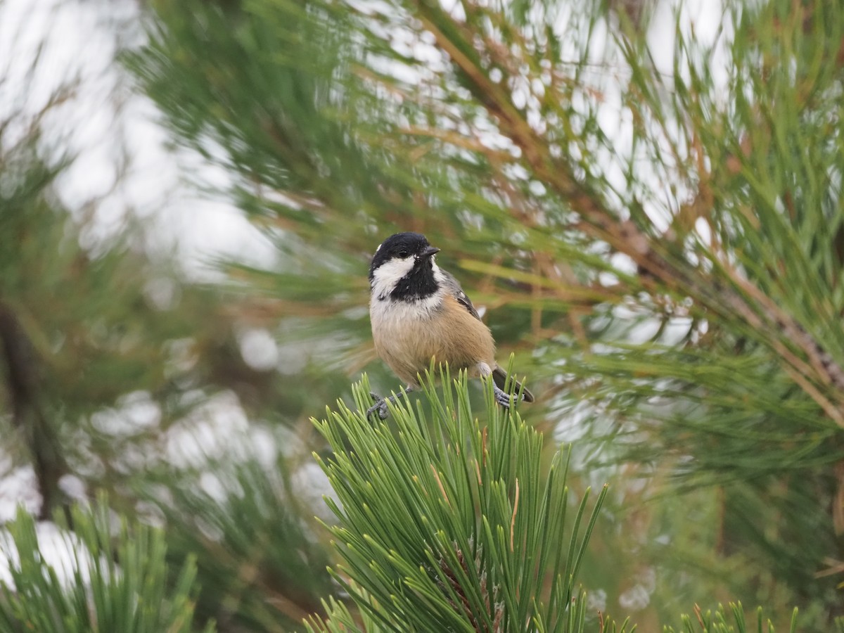 Coal Tit - ML641797186