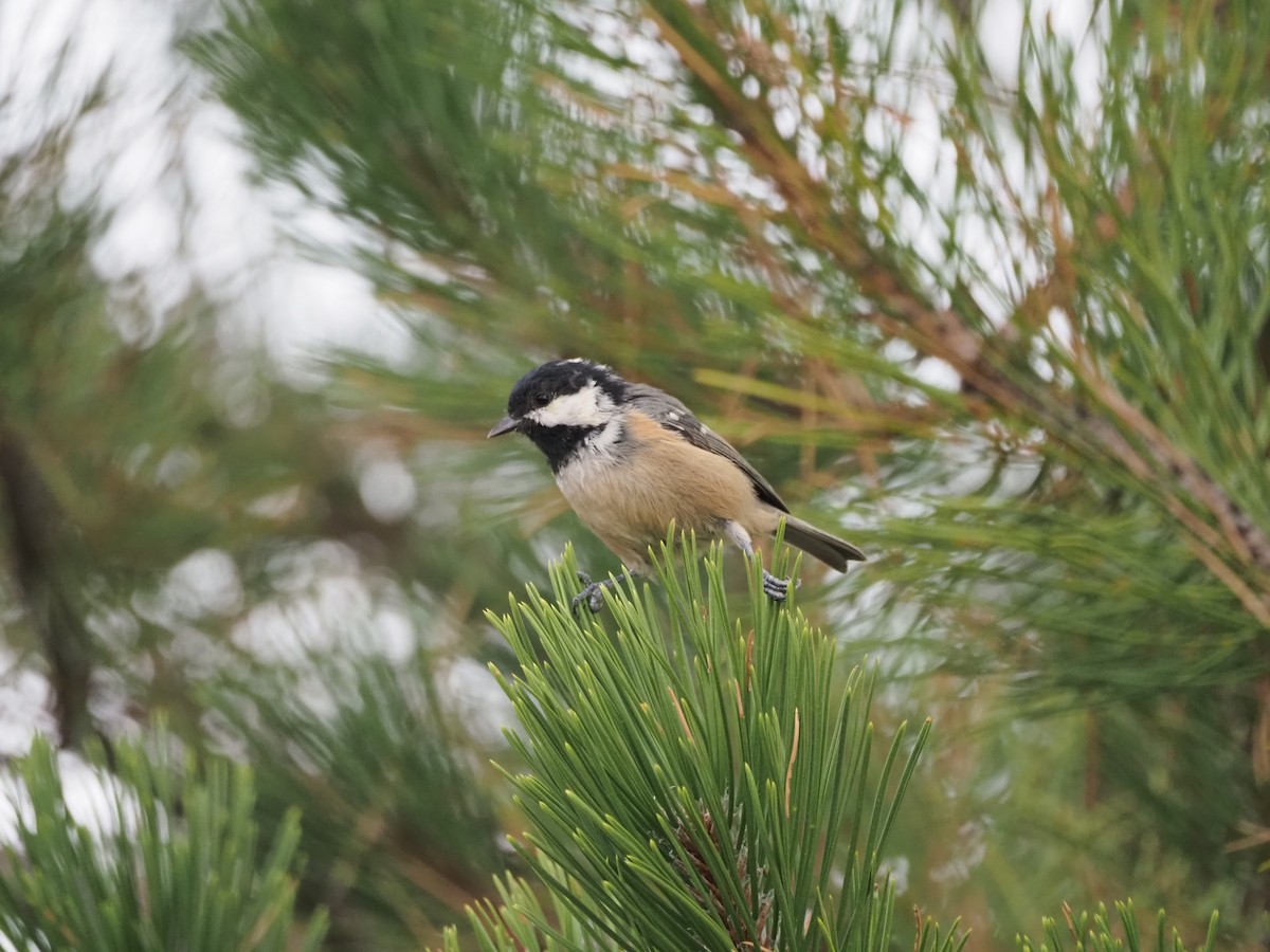 Coal Tit - ML641797189