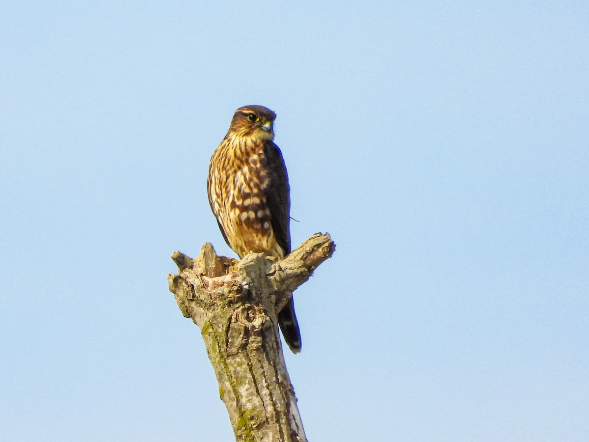 Merlin - ML641797197