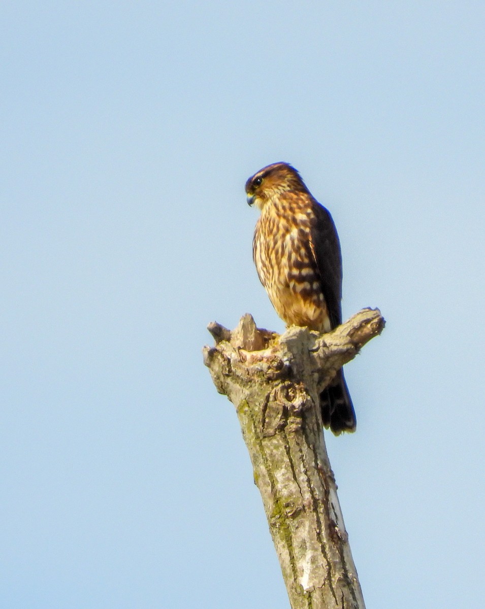 Merlin - ML641797198