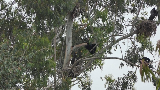 Great Cormorant - ML641797201