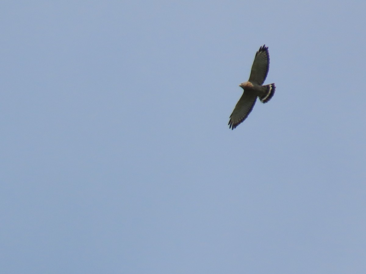 Broad-winged Hawk - ML641797239