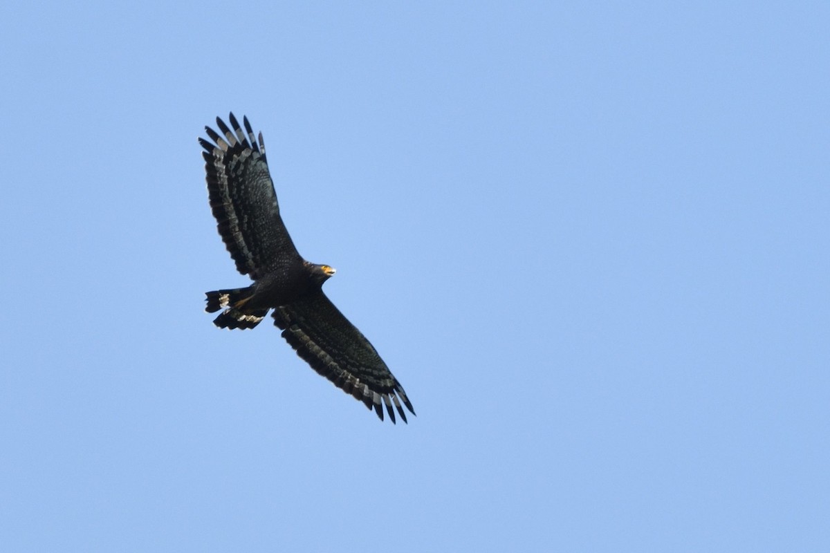 Haubenschlangenadler - ML641797240