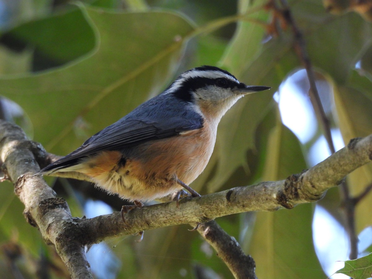 Red-breasted Nuthatch - ML641797243
