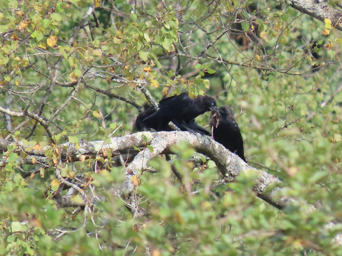 American Crow - ML641797247