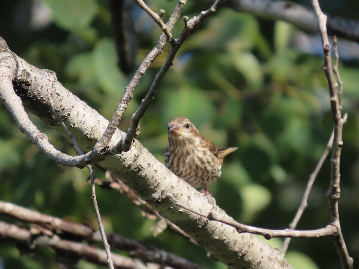 Purple Finch - ML641797274