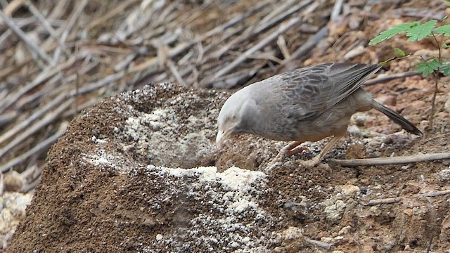 Yellow-billed Babbler - ML641797294