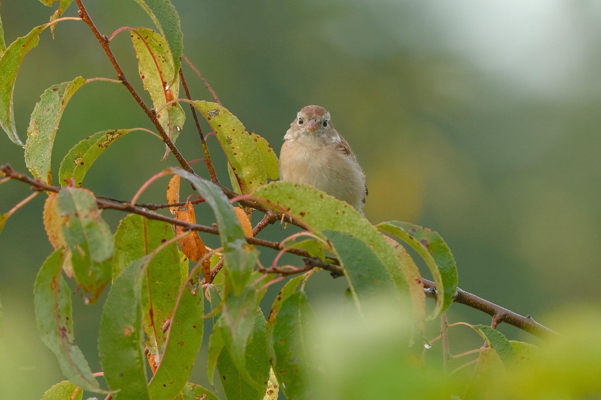 Field Sparrow - ML641797321