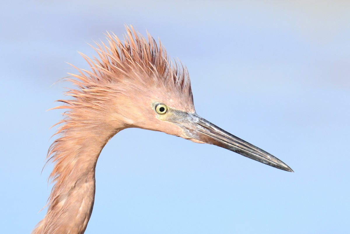 Reddish Egret - ML641797326