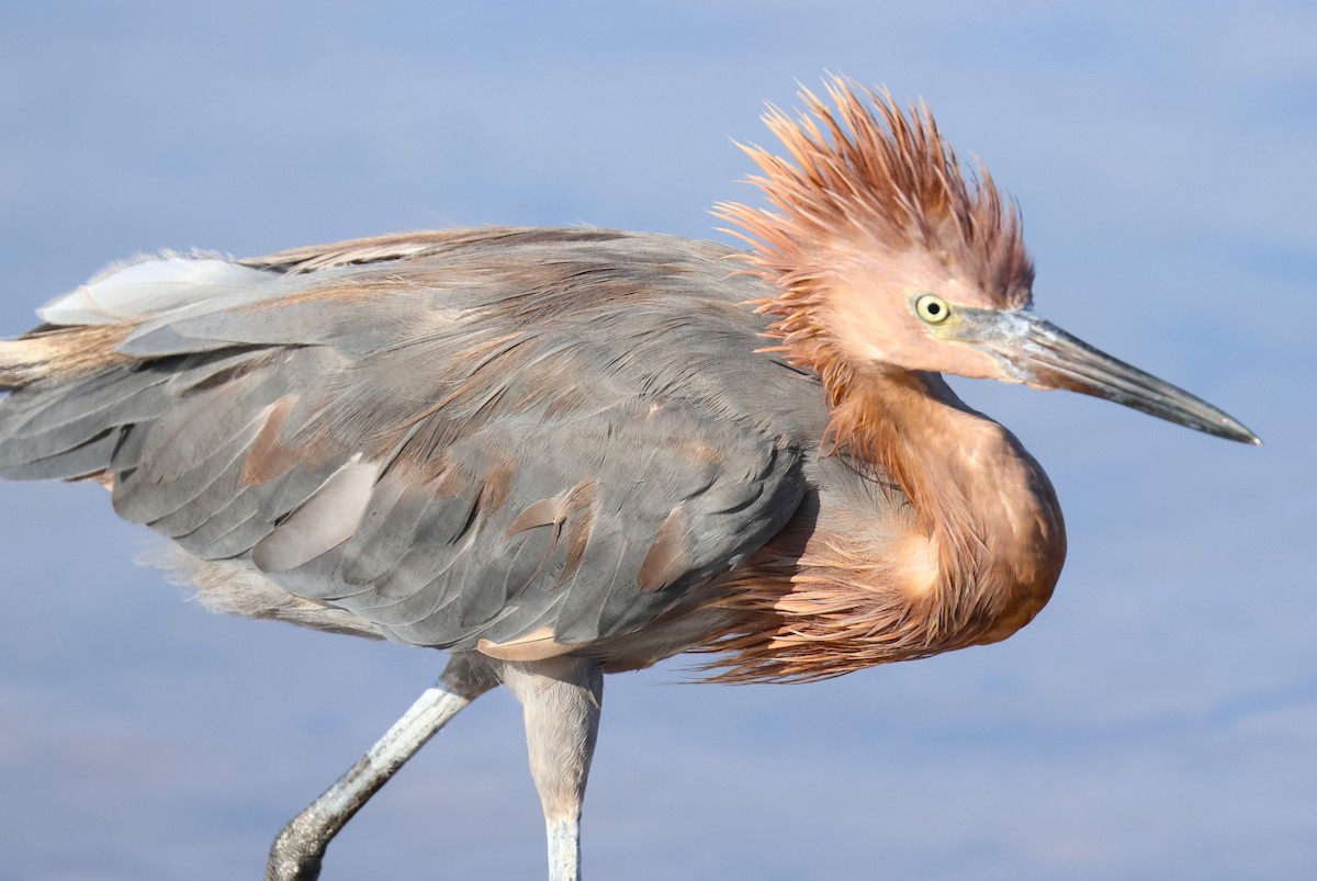 Reddish Egret - ML641797327