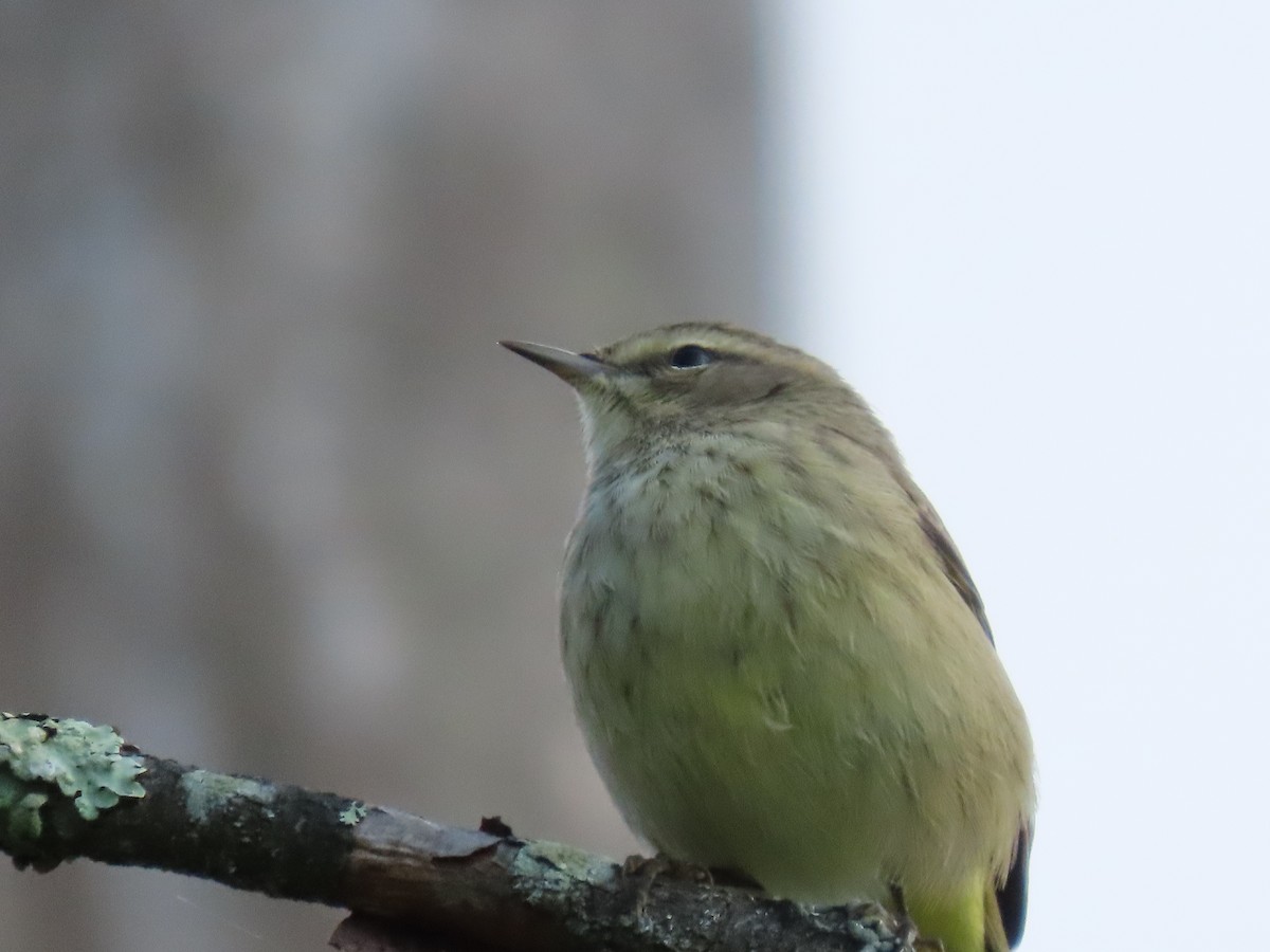 Palm Warbler (Western) - ML641797360